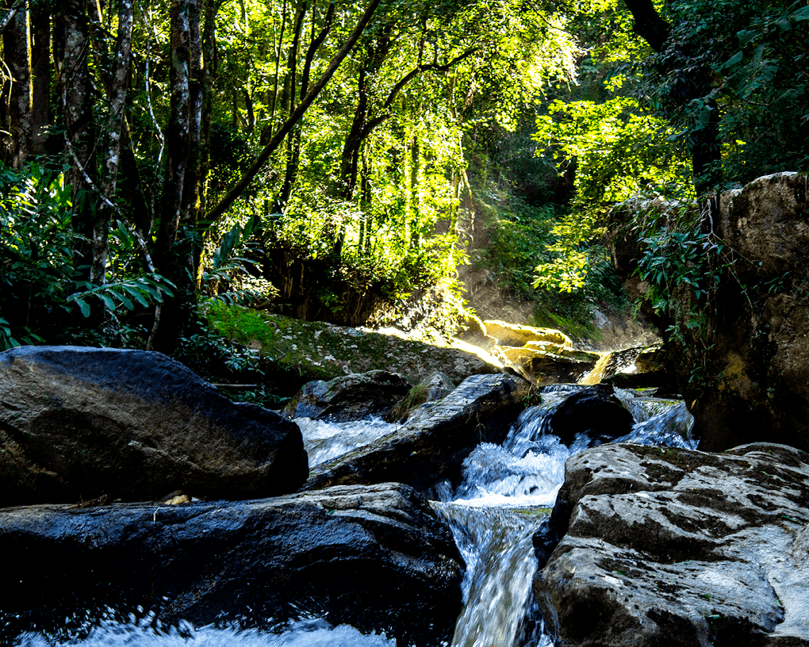 Floresta reflorestada densa e verde