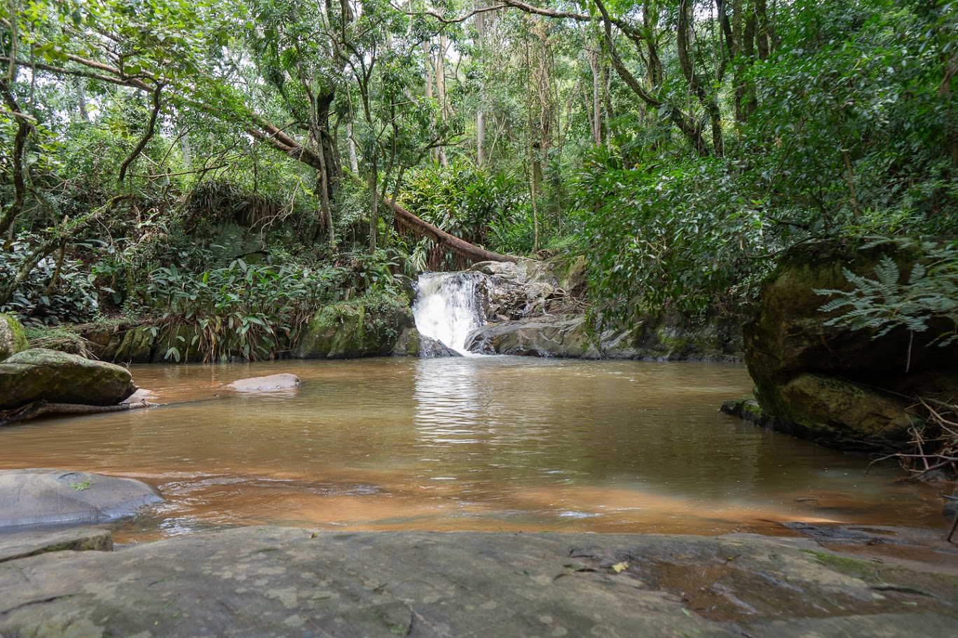 Nascente natural de água limpa na mata